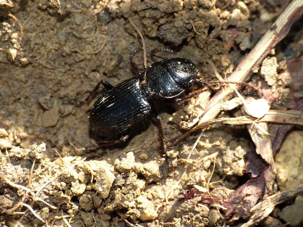 Ditomus clypeatus - Tolfa (RM)